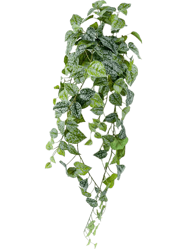 Scindapsus pictus Hanging Bush - Foto 56930