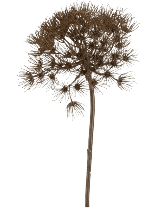 Heracleum Branch Grey - Foto 56935
