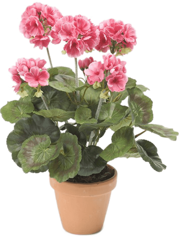 Geranium Bush Pink - Foto 56943