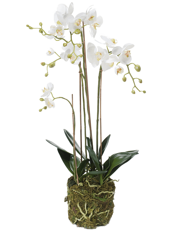 Phalaenopsis White - Foto 56944