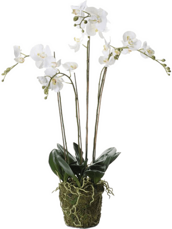 Phalaenopsis White - Foto 56945