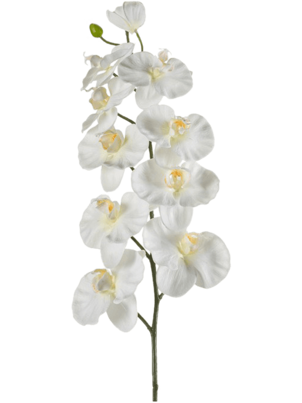 Phalaenopsis Cream - Foto 56948