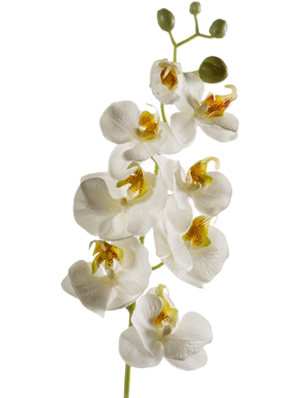 Phalaenopsis White - Foto 56950