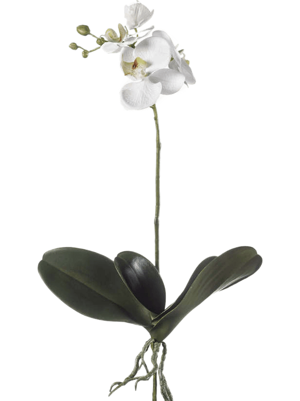 Phalaenopsis White - Foto 56951