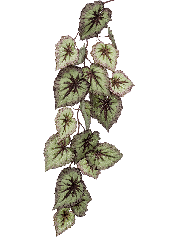 Begonia Hanging Branch Grey (110/25) Typ 2 - Foto 56975