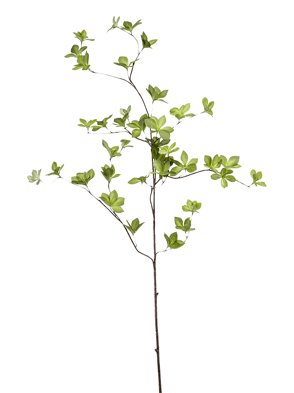 Cornus Branch Green - Foto 56984