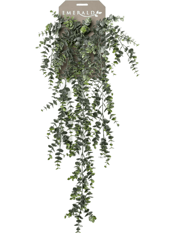 Eucalypthus Hanging Bush - Foto 57002
