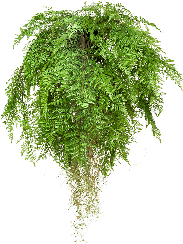 Fern with roots Hanging Bush - Foto 57013