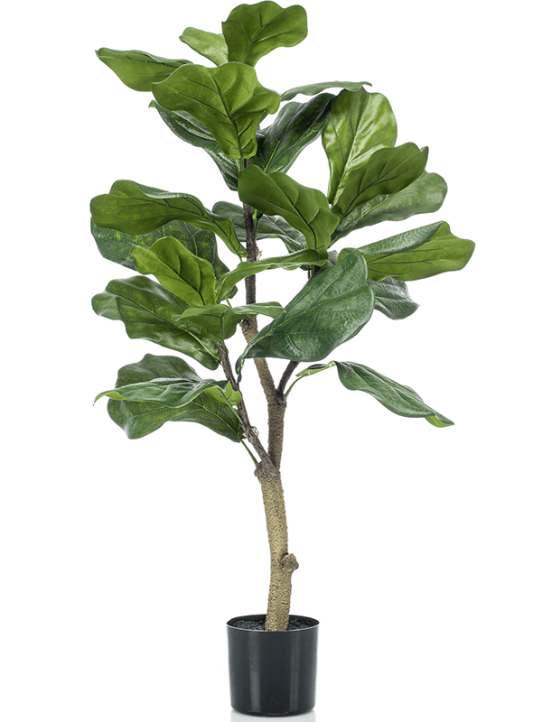 Ficus lyrata Branched (24 lvs.) - Foto 57015