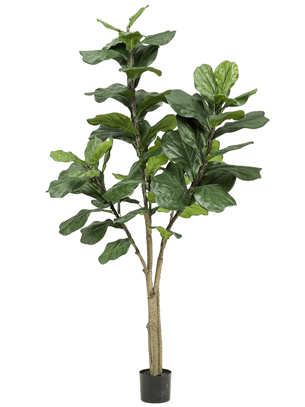 Ficus lyrata Branched (65 lvs.) - Foto 57016