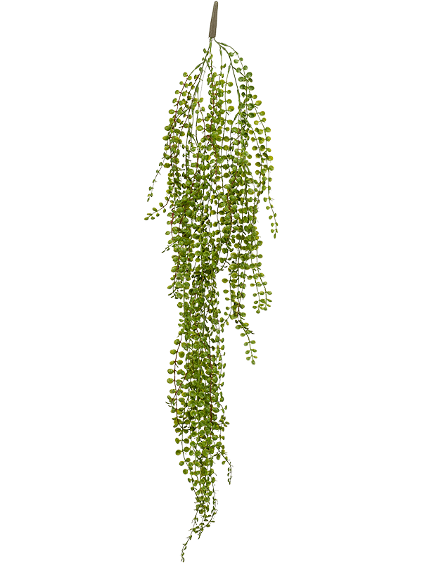 Ficus pumila Hanging Bush - Foto 57018