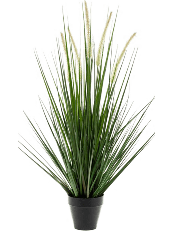 Grass Alopecurus Bush - Foto 57021