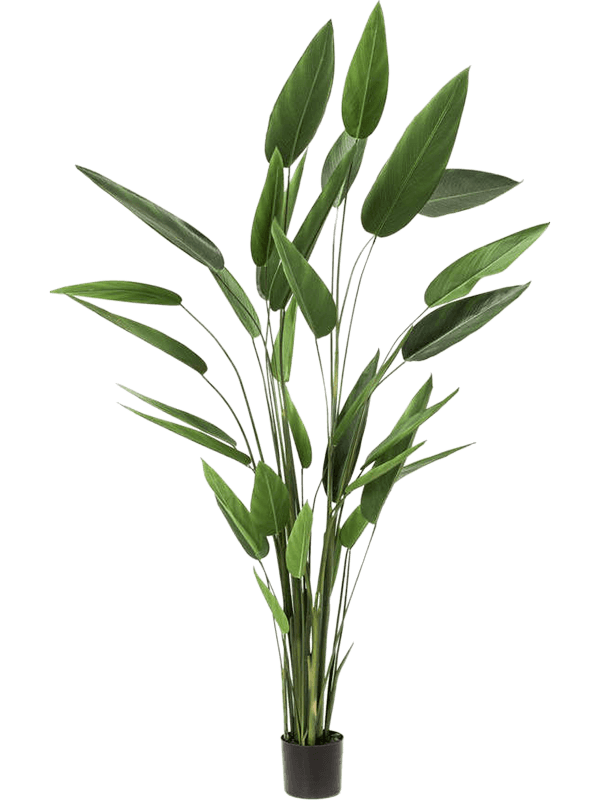 Heliconia Tuft (32 lvs.) - Foto 57045