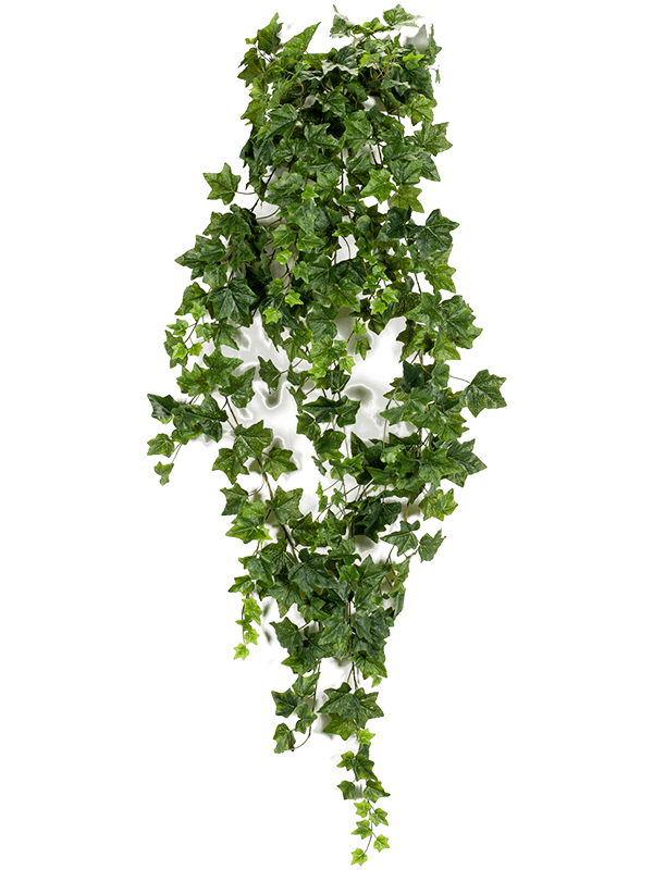 Ivy Hanging Bush - Foto 57053