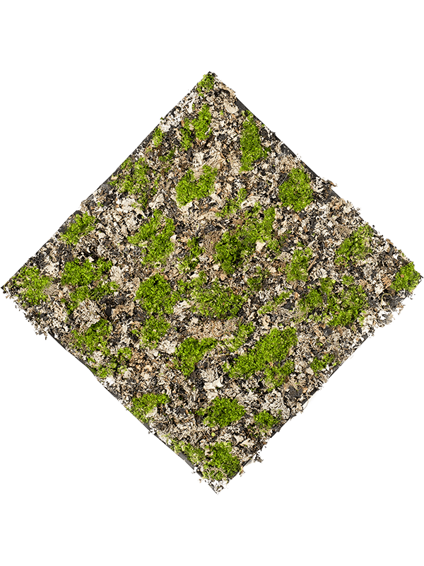 Moss dry Green Grey matt - Foto 57071