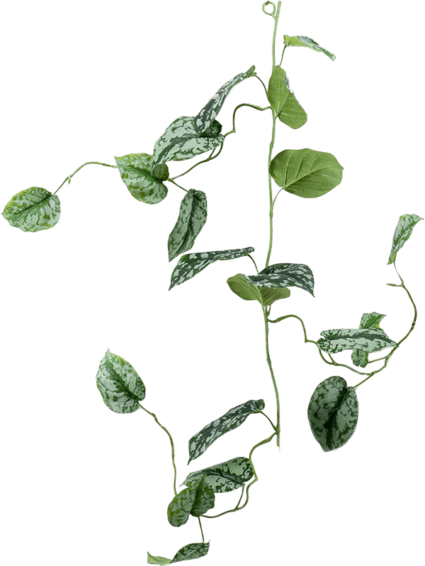 Scindapsus pictus Garland Green/ Grey - Foto 57095