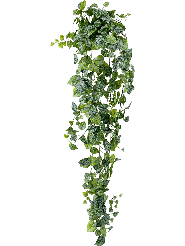 Scindapsus pictus Hanging Bush - Foto 57097
