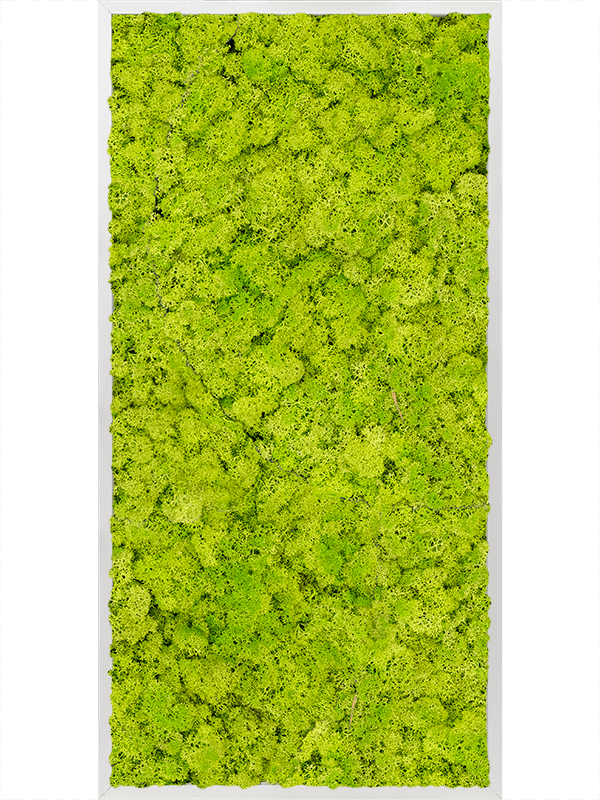 Moss Painting Aluminum 100% Reindeer moss (Spring green) - Foto 57111