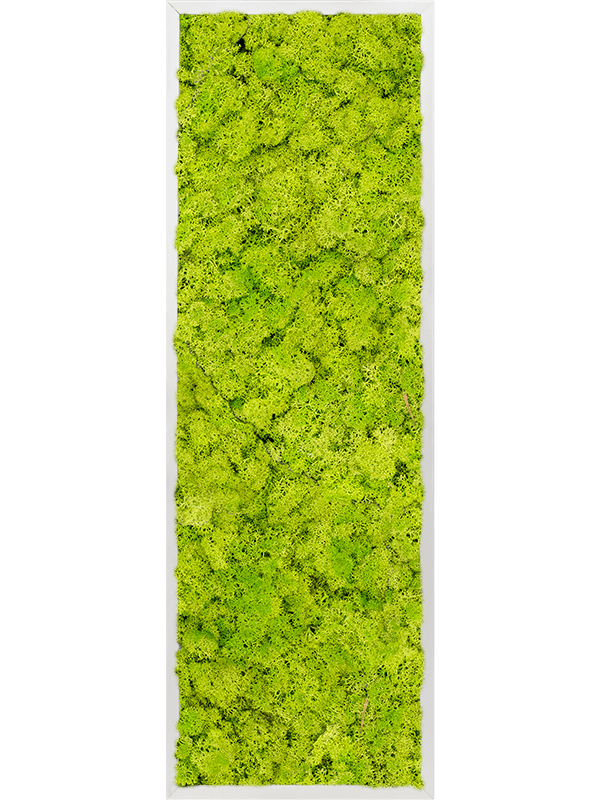 Moss Painting Aluminum 100% Reindeer moss (Spring green) - Foto 57112