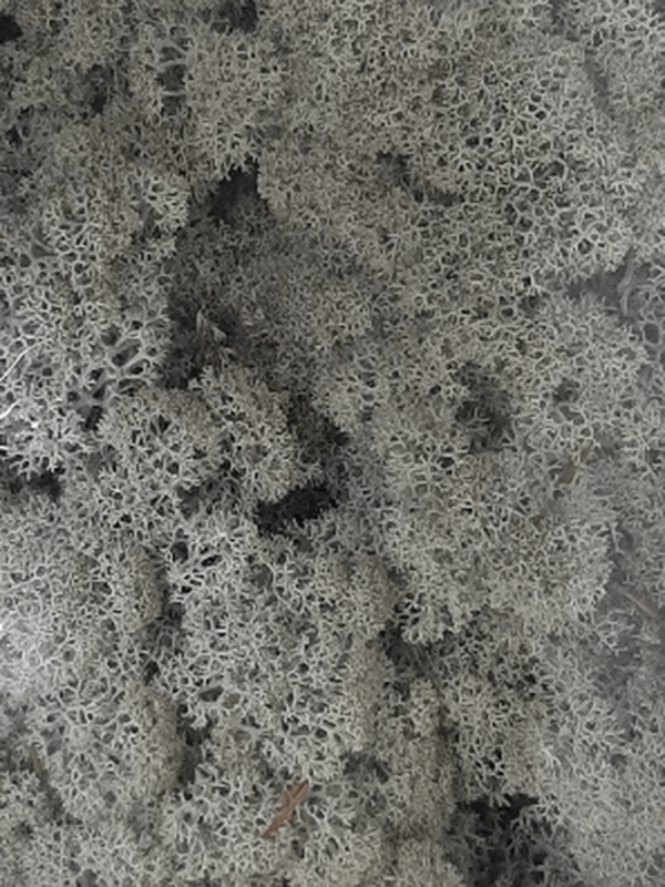 Reindeer moss Grey (6 windowbox = ca. 0,45 m2) - Foto 57135