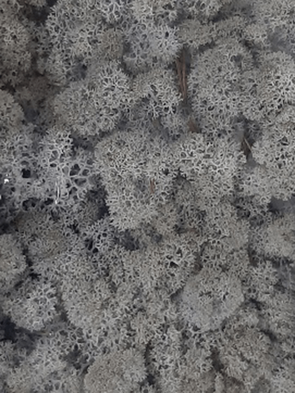 Reindeer moss Lavender (6 windowbox = ca. 0,45 m2) - Foto 57137