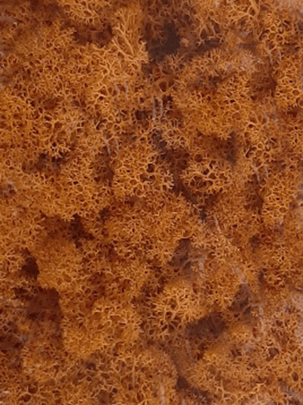 Reindeer moss Orange (6 windowbox = ca. 0,45 m2) - Foto 57147