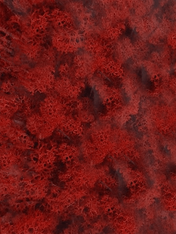 Reindeer moss Red (6 windowbox = ca. 0,45 m2) - Foto 57151