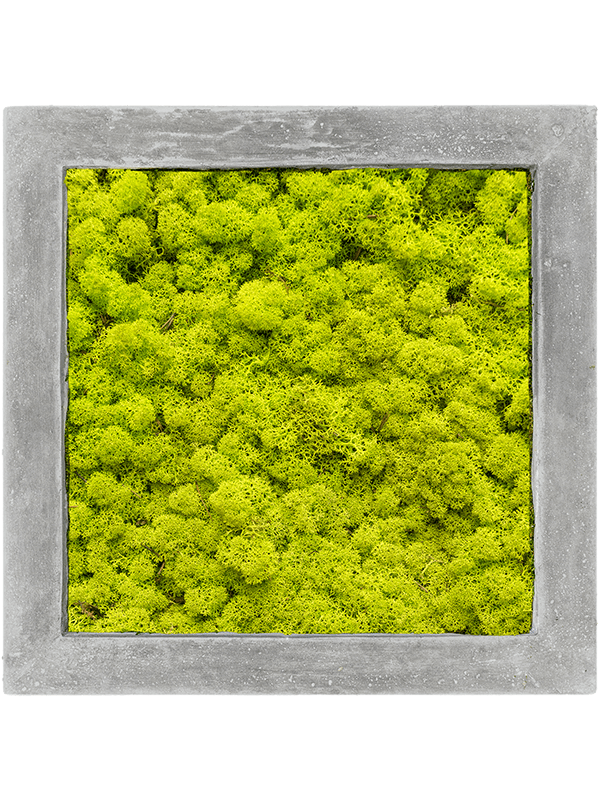 Moss Painting Polystone Raw Grey 100% Reindeer moss (Spring green) - Foto 57176