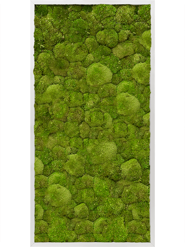 Moss Painting Aluminum 100% Ball moss - Foto 57196