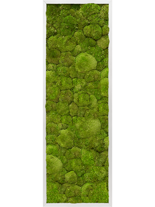Moss Painting Aluminum 100% Ball moss - Foto 57197