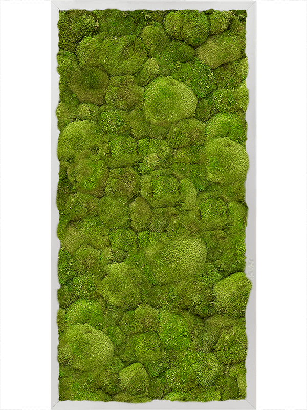 Moss Painting Aluminum 100% Ball moss - Foto 57200