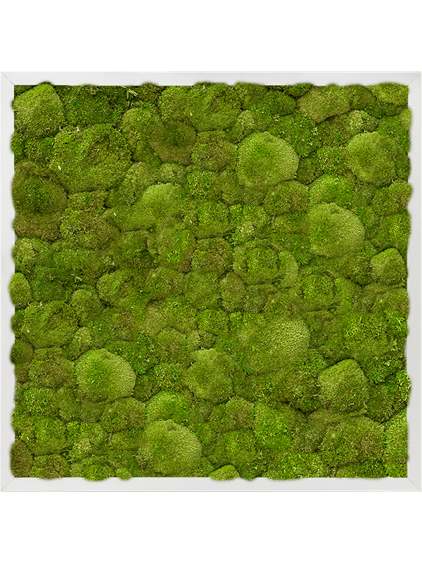 Moss Painting Aluminum 100% Ball moss - Foto 57203
