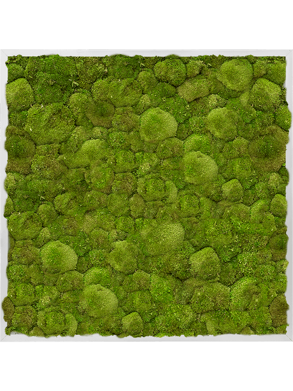 Moss Painting Aluminum 100% Ball moss - Foto 57206