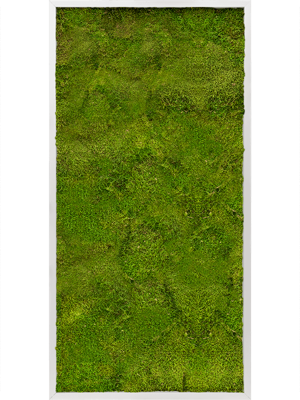 Moss Painting Aluminum 100% Flat moss - Foto 57209