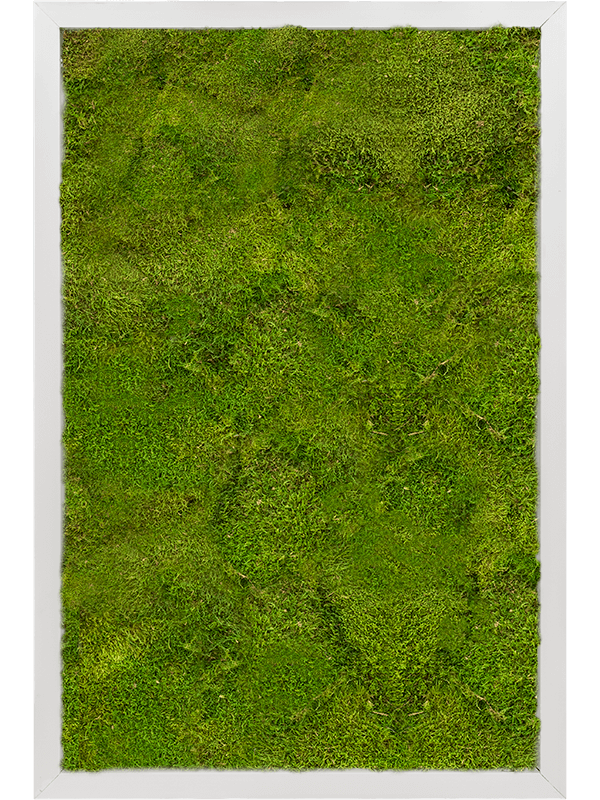 Moss Painting Aluminum 100% Flat moss - Foto 57212