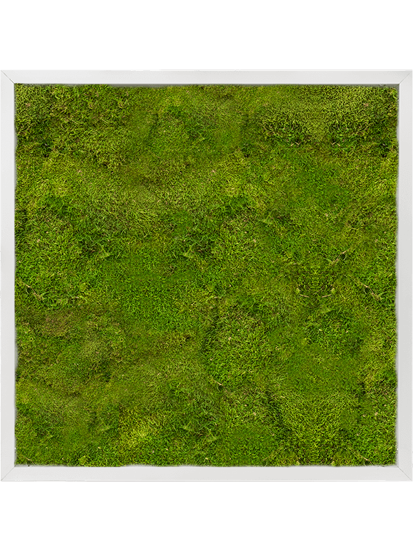 Moss Painting Aluminum 100% Flat moss - Foto 57216
