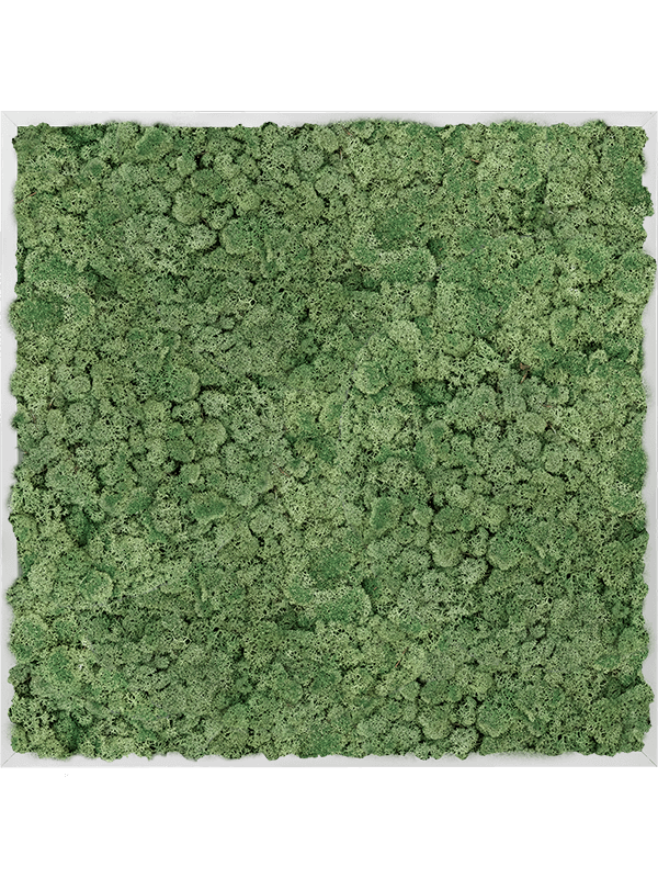 Moss Painting Aluminum 100% Reindeer moss (Moss green) - Foto 57221