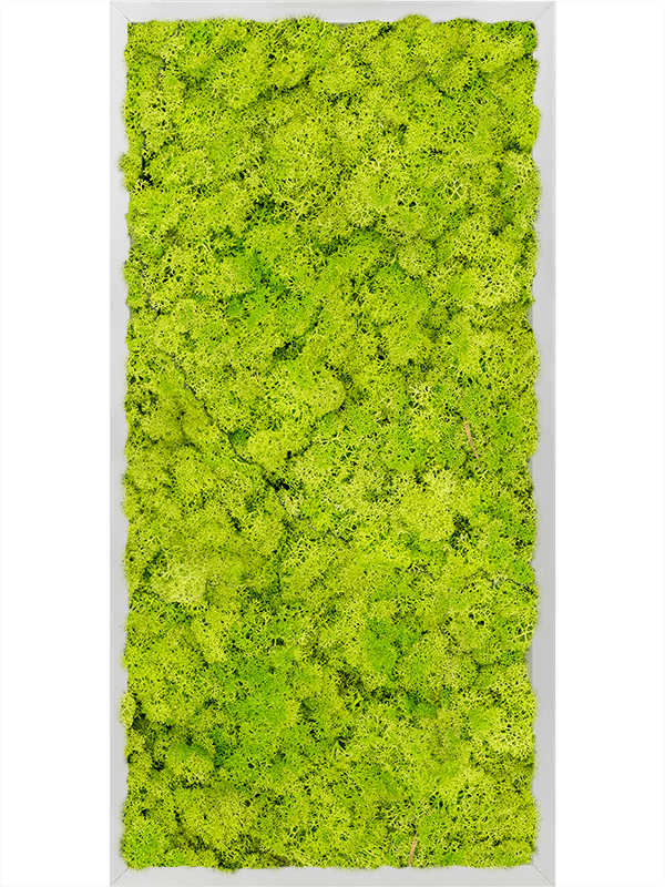 Moss Painting Aluminum 100% Reindeer moss (Spring green) - Foto 57226
