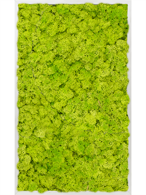 Moss Painting Aluminum 100% Reindeer moss (Spring green) - Foto 57228
