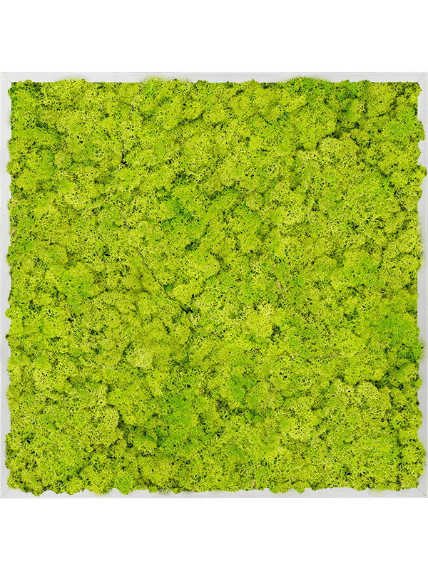 Moss Painting Aluminum 100% Reindeer moss (Spring green) - Foto 57232