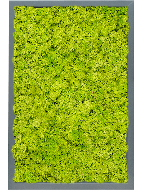 Moss Painting MDF RAL 7016 Satin Gloss 100% Reindeer Moss (Spring green) 60-40-6 - Foto 57286