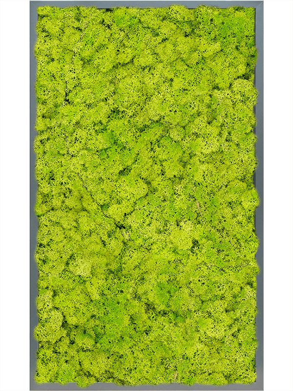 Moss Painting MDF RAL 7016 Satin Gloss 100% Reindeer Moss (Spring green) - Foto 57288