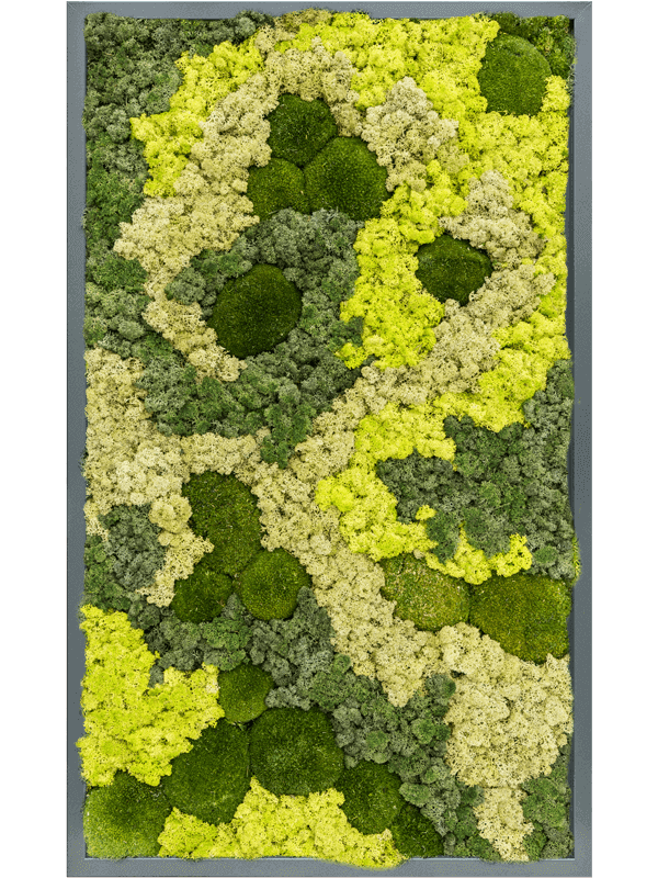 Moss Painting MDF RAL 7016 Satin Gloss 30% Ball moss 70% Reindeer moss (Mix) - Foto 57292