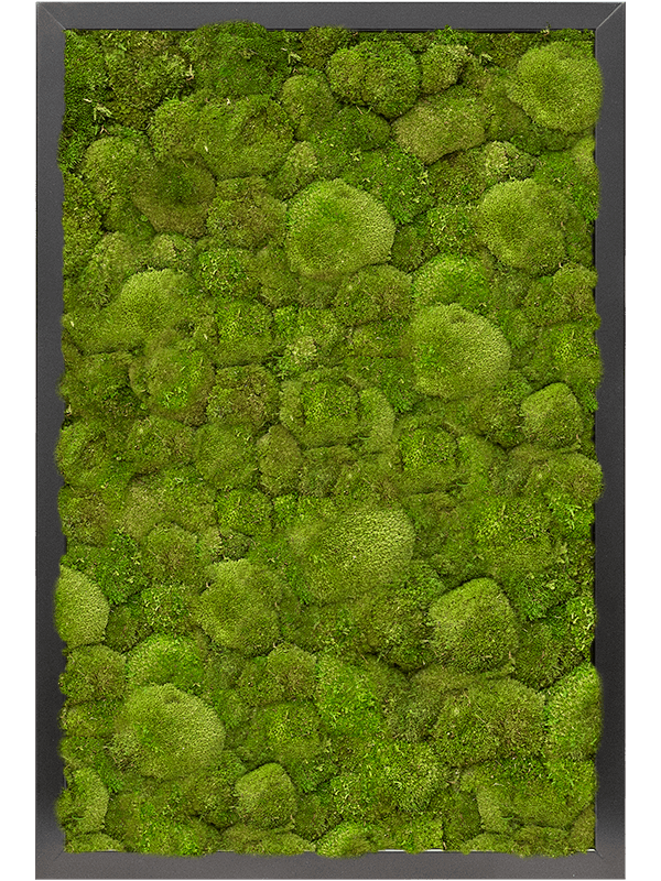 Moss Painting MDF RAL 9005 Satin Gloss 100% Ball moss - Foto 57300