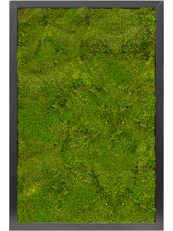 Moss Painting MDF RAL 9005 Satin Gloss 100% Flat moss - Foto 57305
