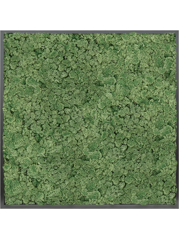 Moss Painting MDF RAL 9005 Satin Gloss 100% Reindeer moss (Moss green) - Foto 57309
