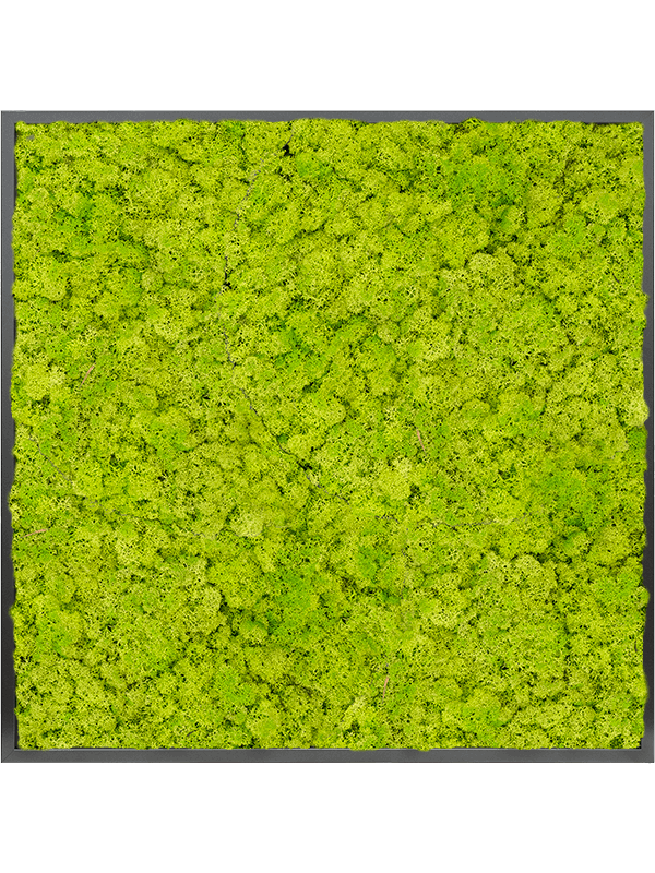 Moss Painting MDF RAL 9005 Satin Gloss 100% Reindeer moss (Spring green) - Foto 57314