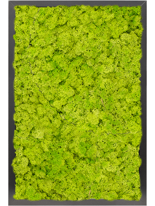 Moss Painting MDF RAL 9005 Satin Gloss 100% Reindeer moss (Spring green) - Foto 57315