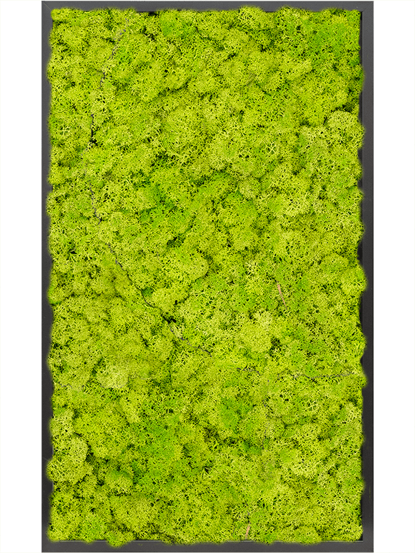 Moss Painting MDF RAL 9005 Satin Gloss 100% Reindeer Moss (Spring green) - Foto 57316