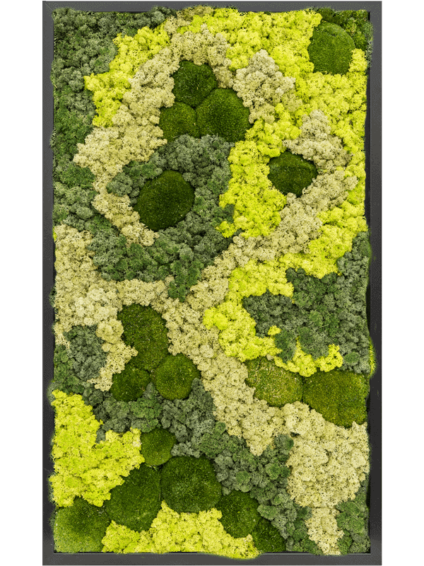 Moss Painting MDF RAL 9005 Satin Gloss 30% Ball moss 70% Reindeer moss (Mix) - Foto 57321